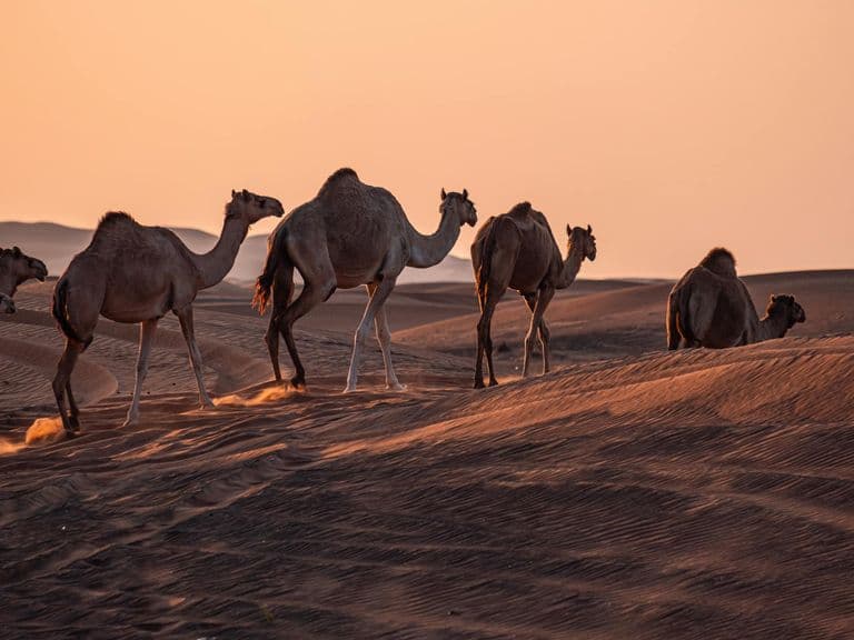 Caravane du désert au coucher du soleil